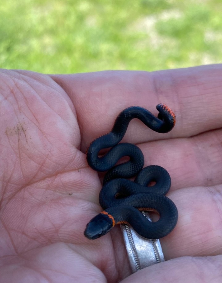 Pacific Ringneck Snake